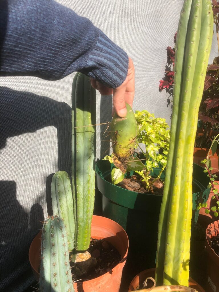 Any tips on grafting? Which one for root stock?