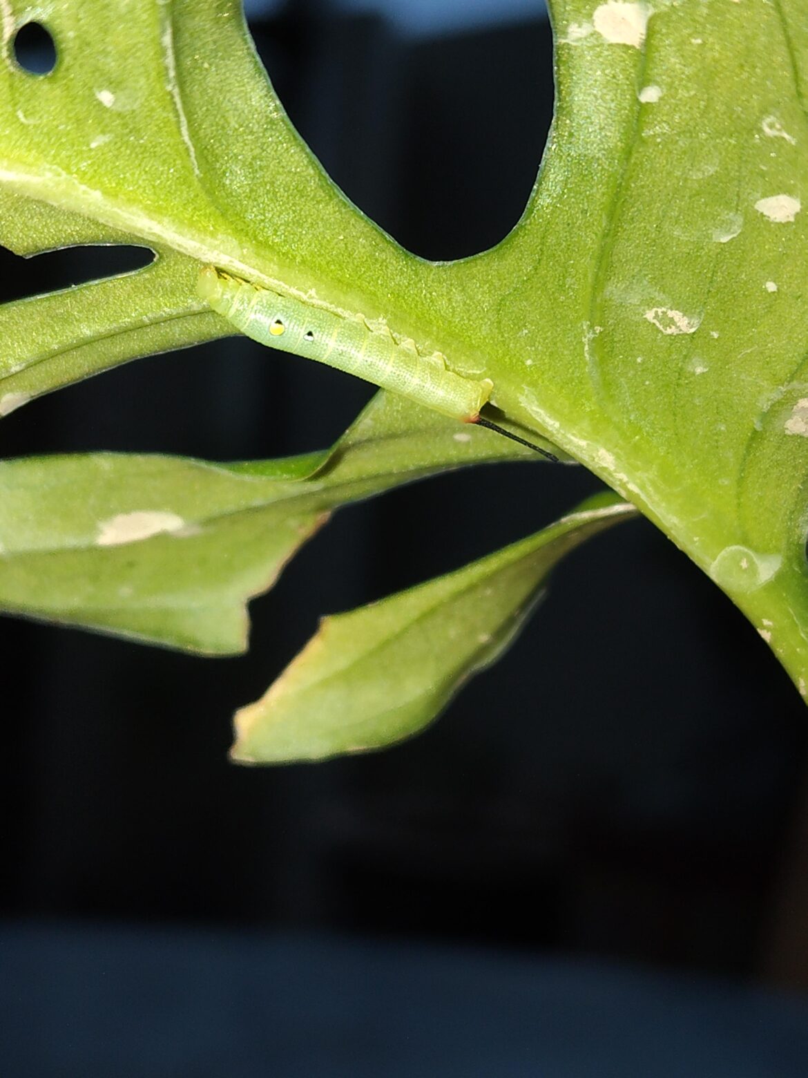 Well well well here comes the sphinx moths