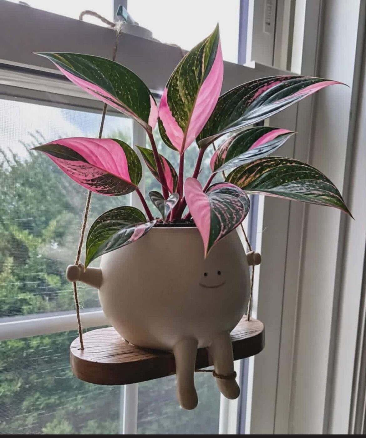 New plant