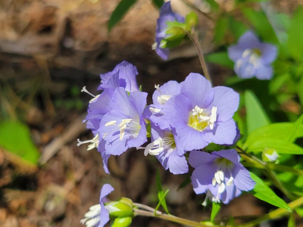 Jacob's ladder is doing good this year