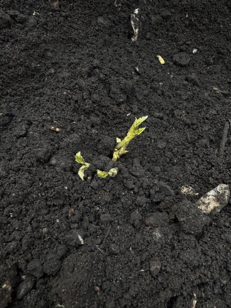 Follow up from a few months ago, are these dahlia sprouts?
