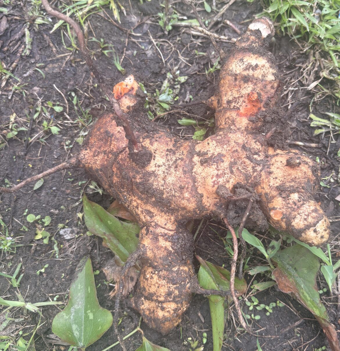 Ginger? Ginger?