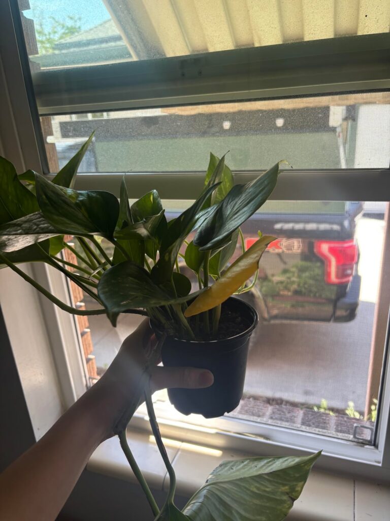 New to plants! Help?