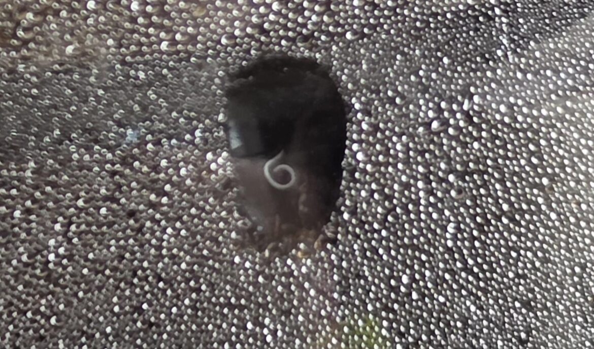 what is this worm?