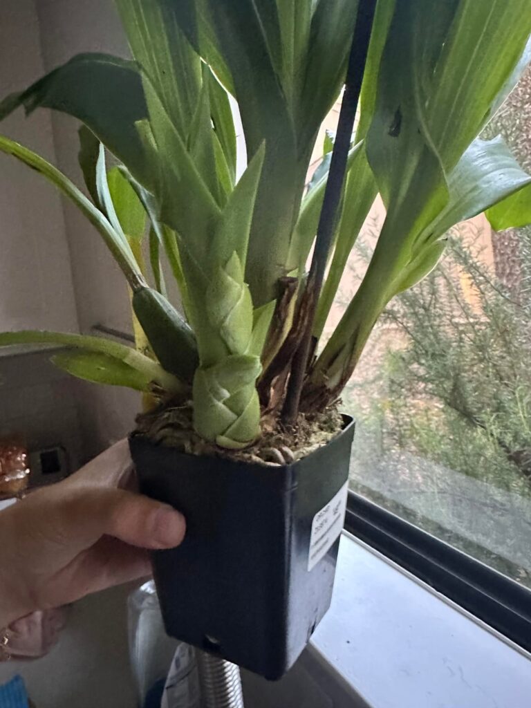 Zygo new bloom stalk?
