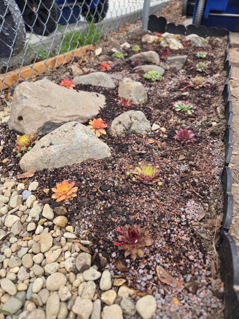 Sempervivum rock garden Sempervivum rock garden