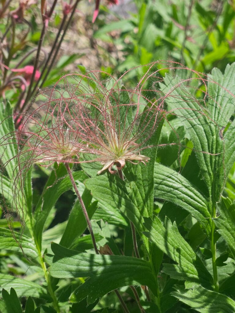 SE Wisconsin, Prairie Smoke SE Wisconsin, Prairie Smoke