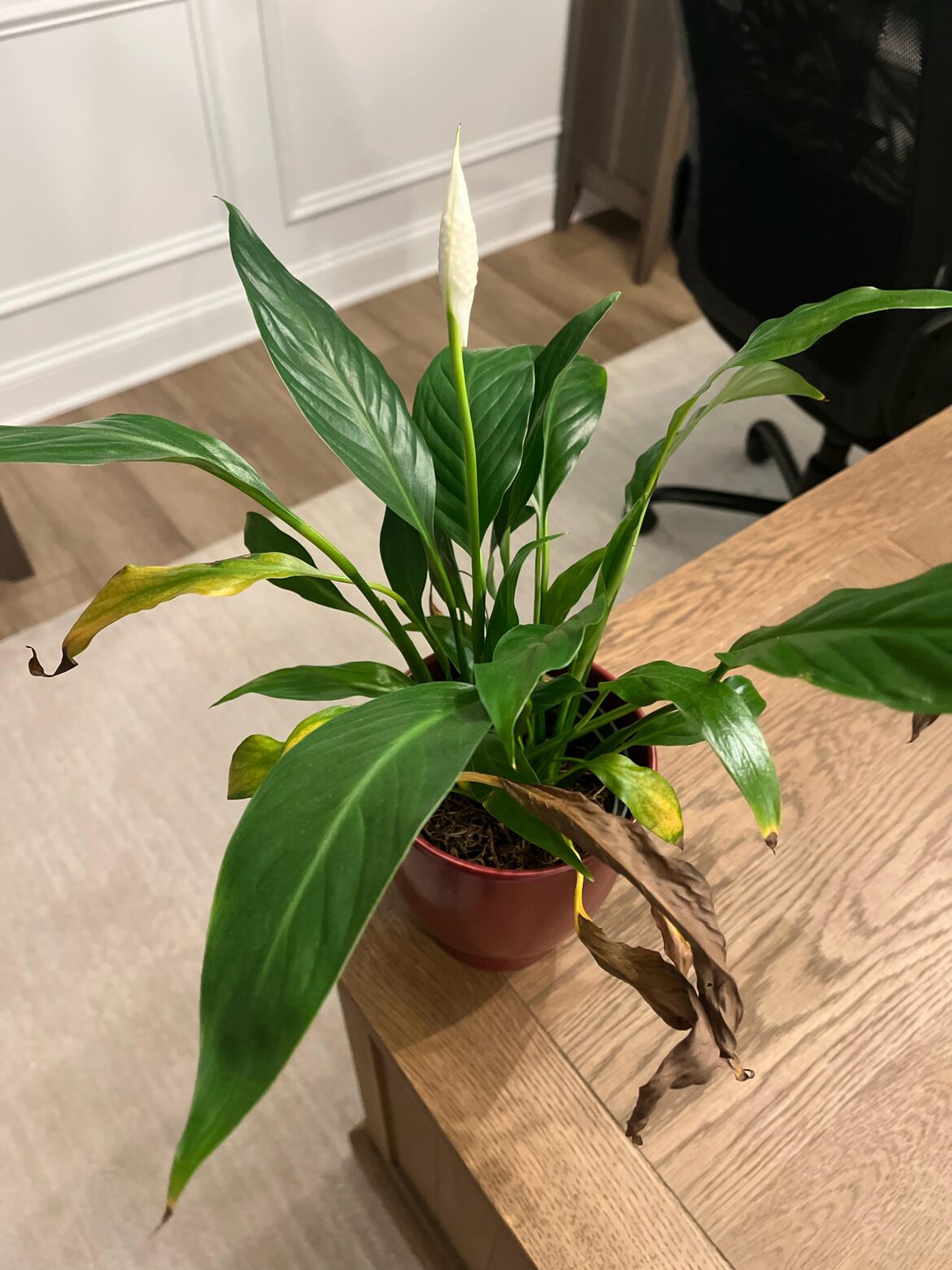Is this a peace lily? Is this a peace lily?