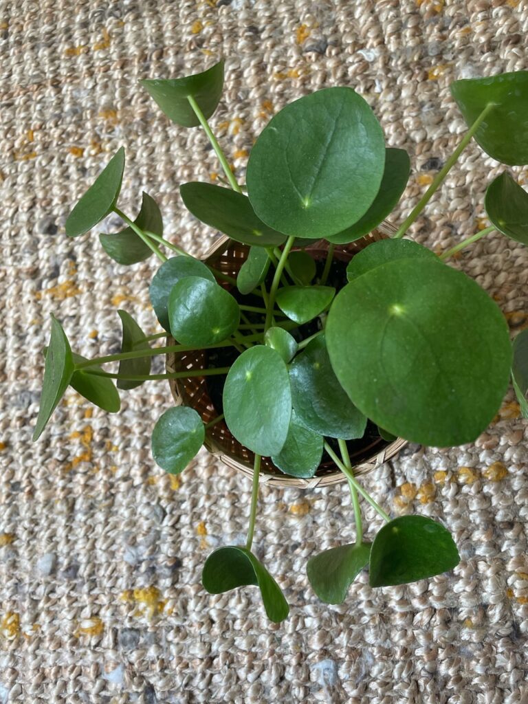 is this some kind of pest? is this some kind of pest?