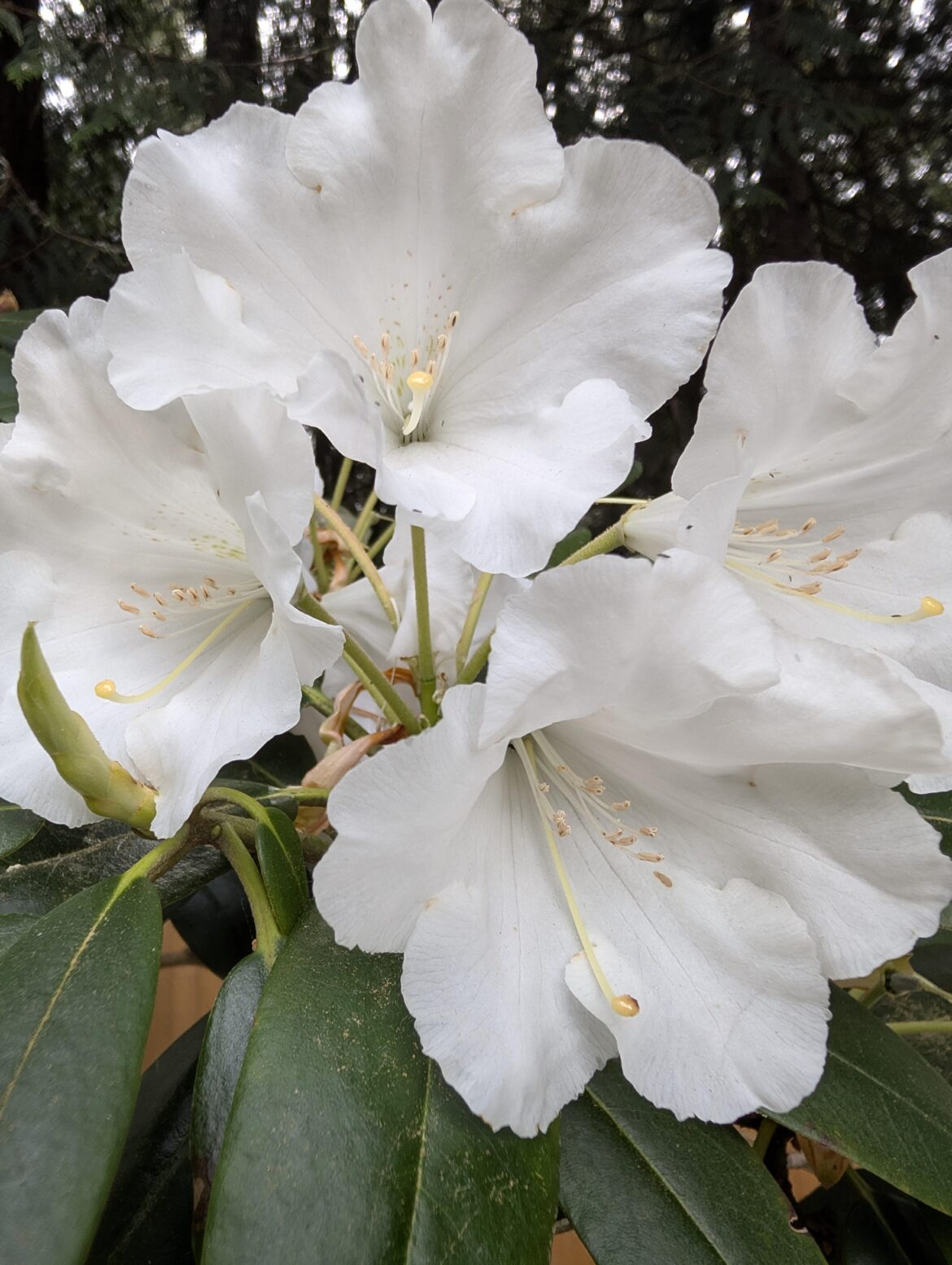 Rhododendron 5