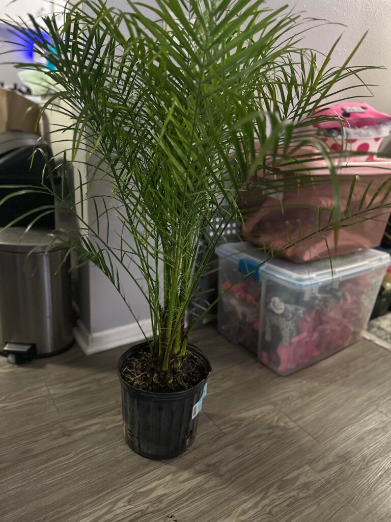 Lowe’s Palm purchase and Aloe Walmart Sparks delivery Lowe’s Palm purchase and Aloe Walmart Sparks delivery