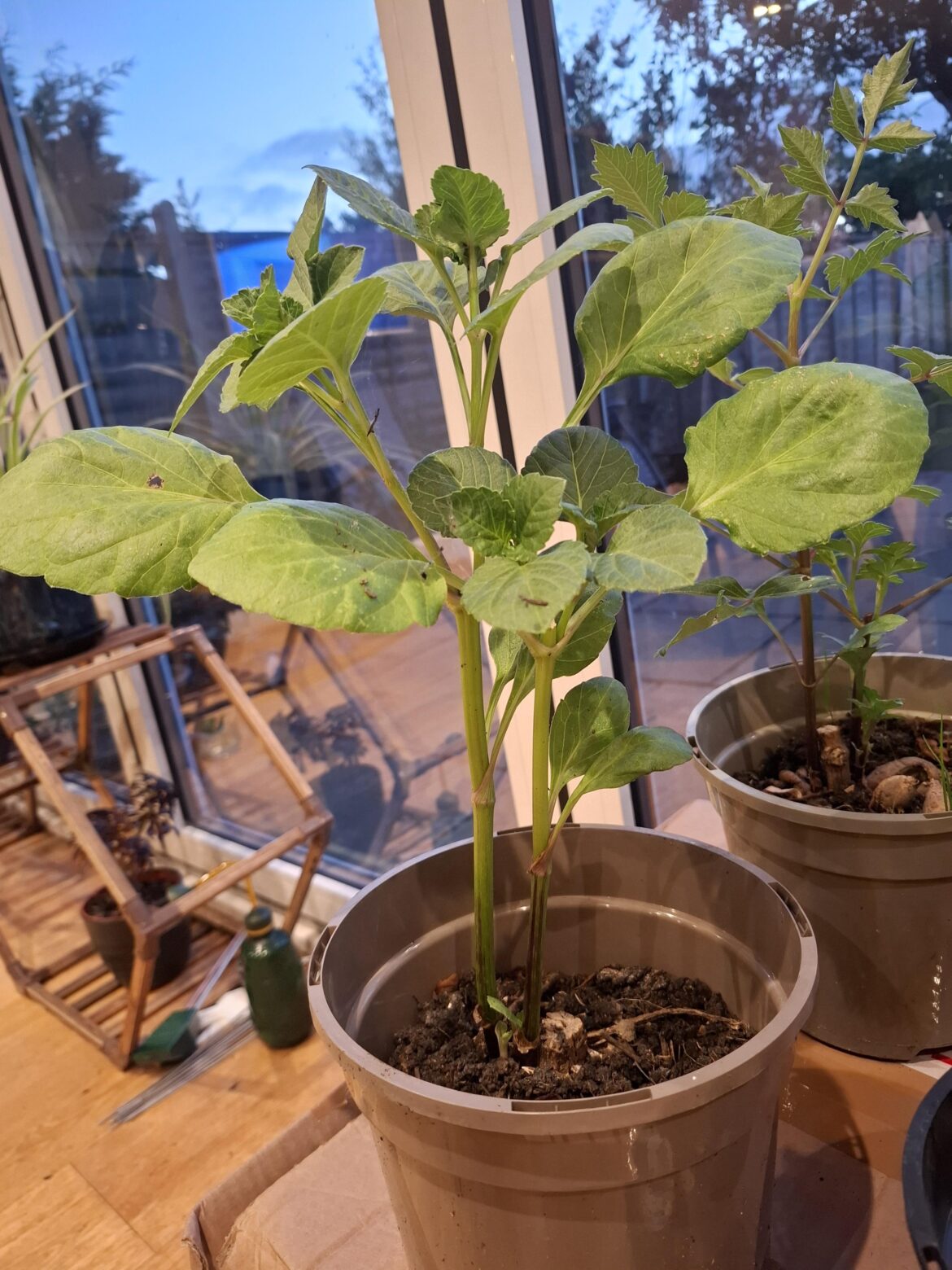 Multiple Tuber Shoots - Do I need to Separate?