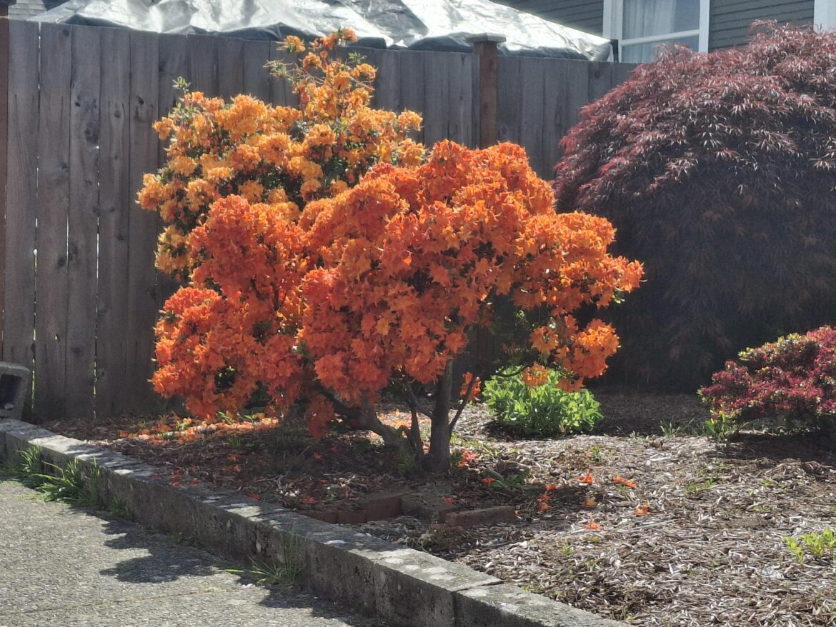 Stunning Orange flowering bush - Washington State