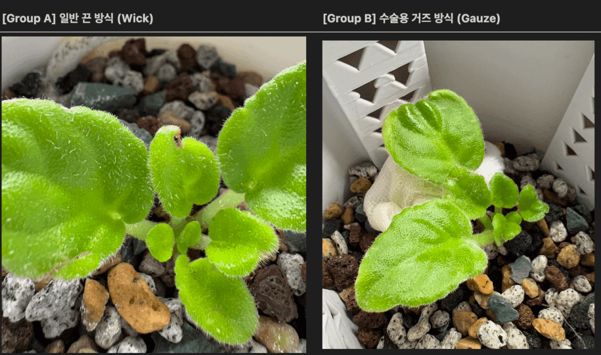Subject: Center leaves splitting/browning in Semi-hydro AVs Subject: Center leaves splitting/browning in Semi-hydro AVs