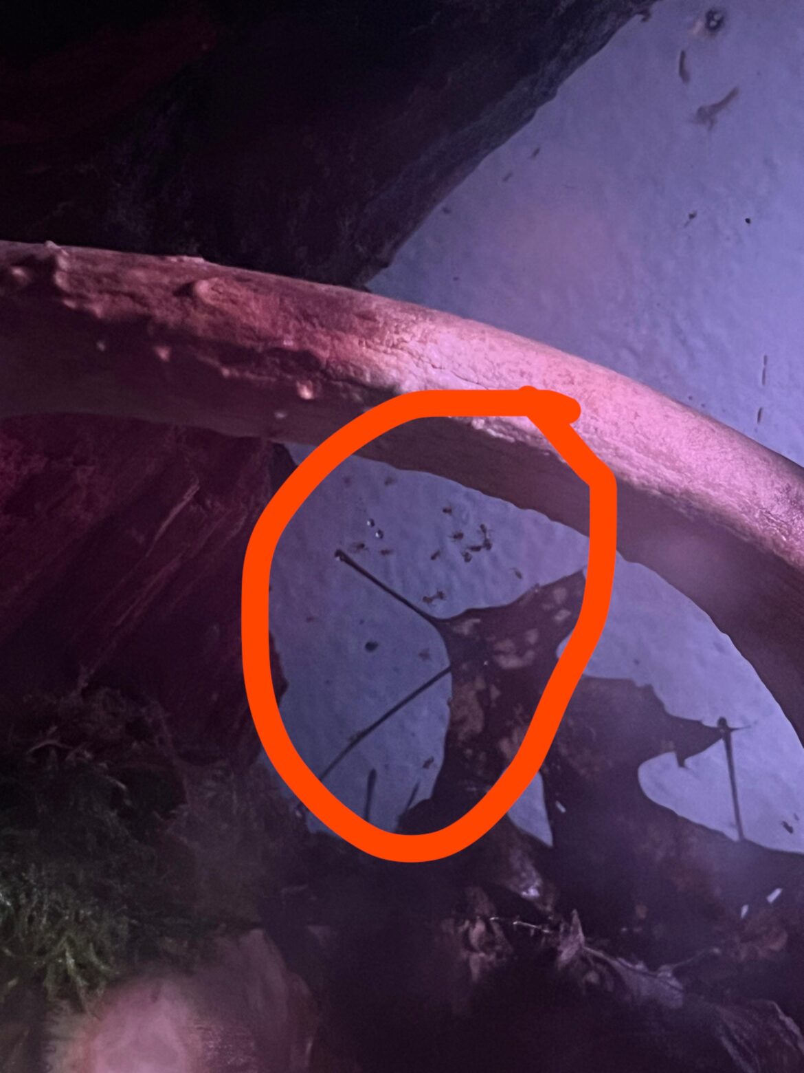 A spider had babies in my tank and I live in a house of people who are scared of spiders. What should I do? A spider had babies in my tank and I live in a house of people who are scared of spiders. What should I do?