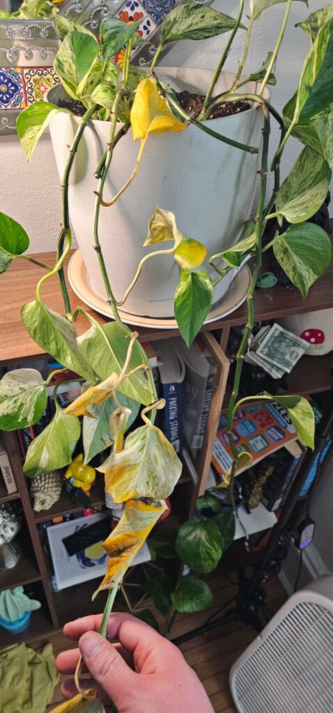 Anyone can help with this pothos thats started to die it seems?