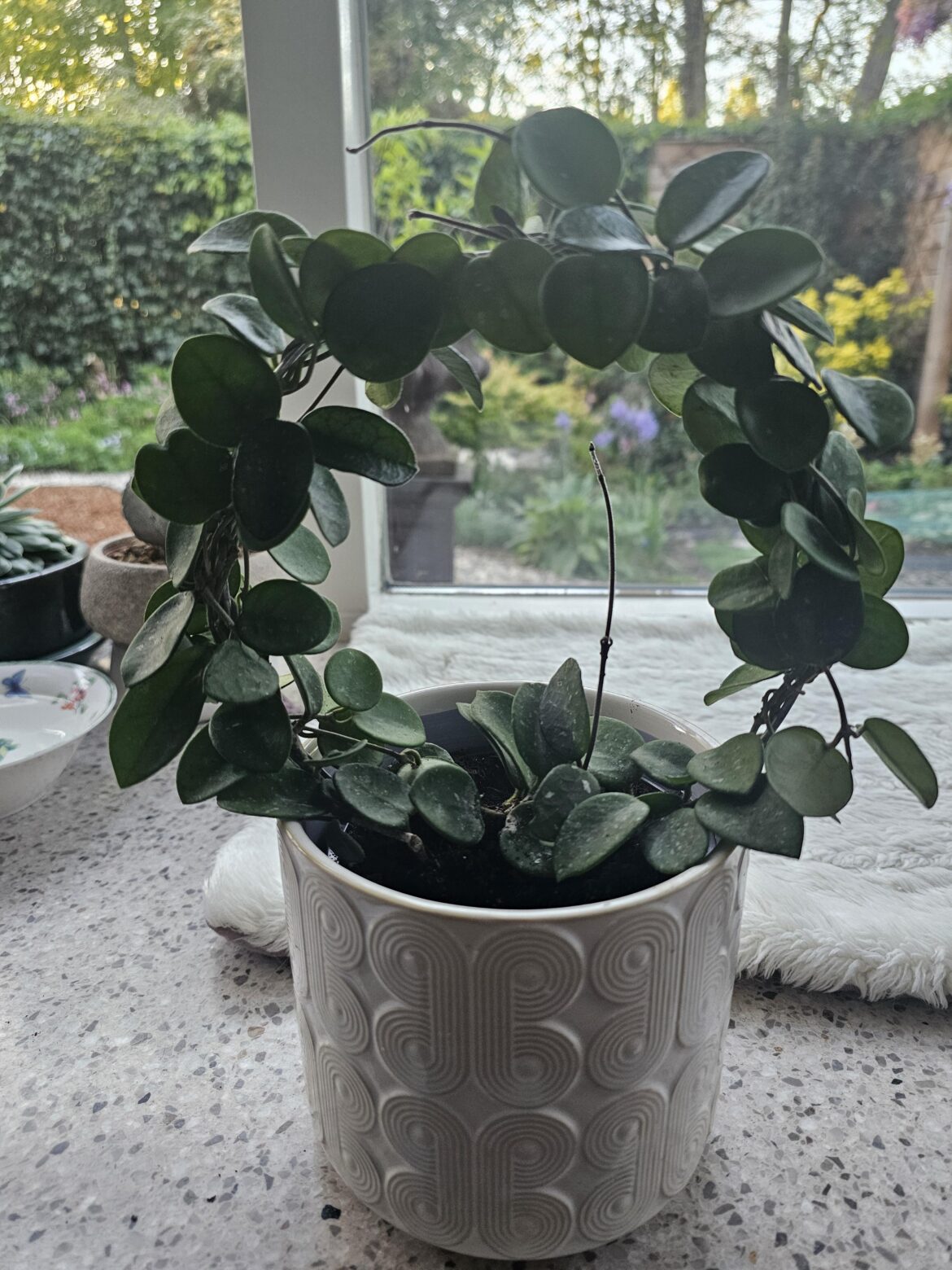 Little hoya