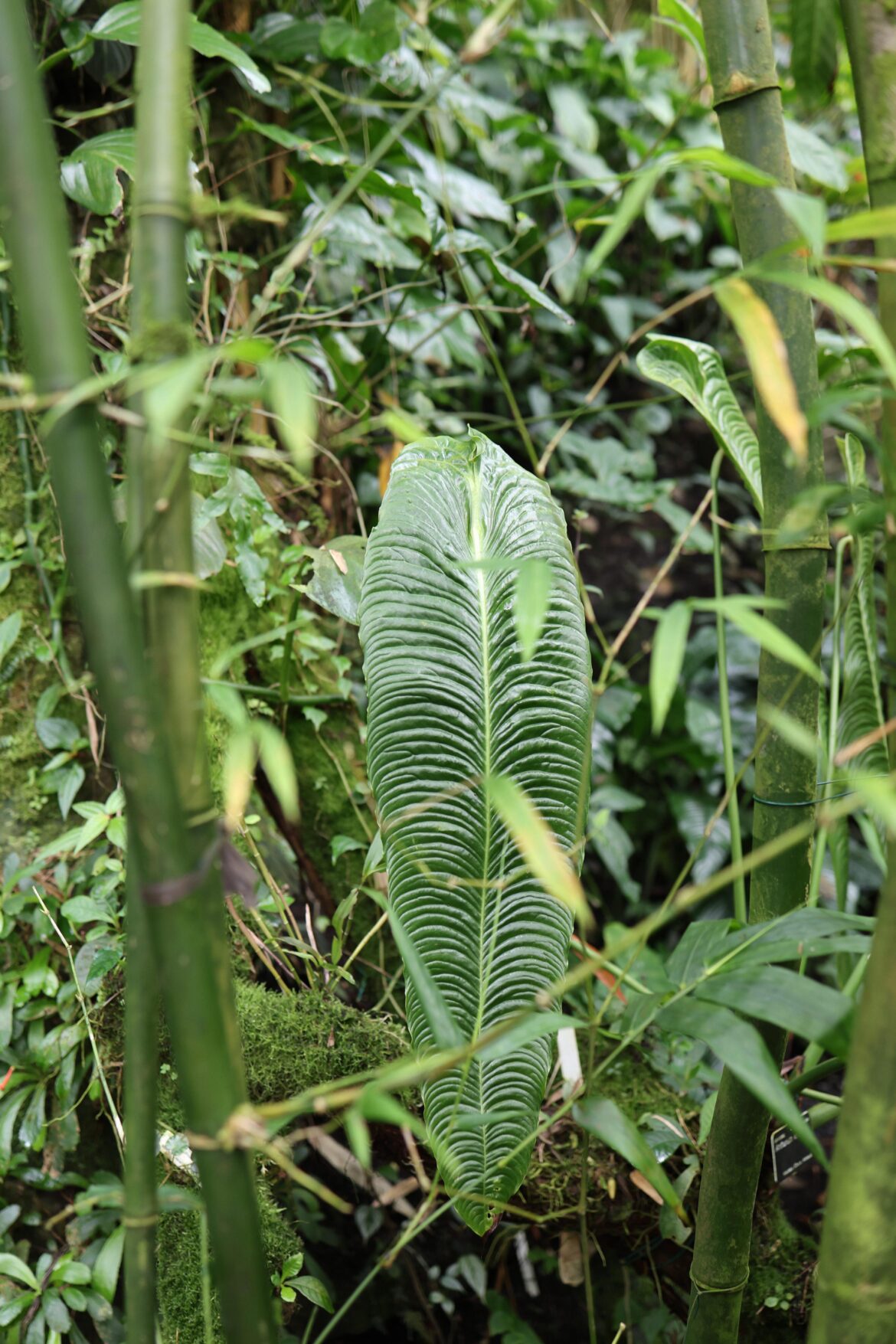 Philodendron Patriciae
