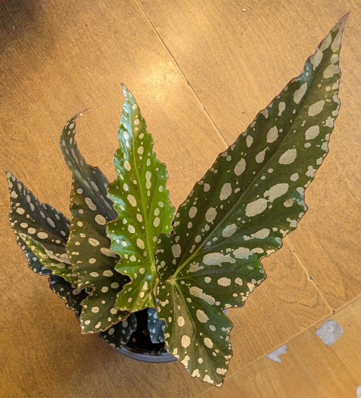 What kind of begonia is this?