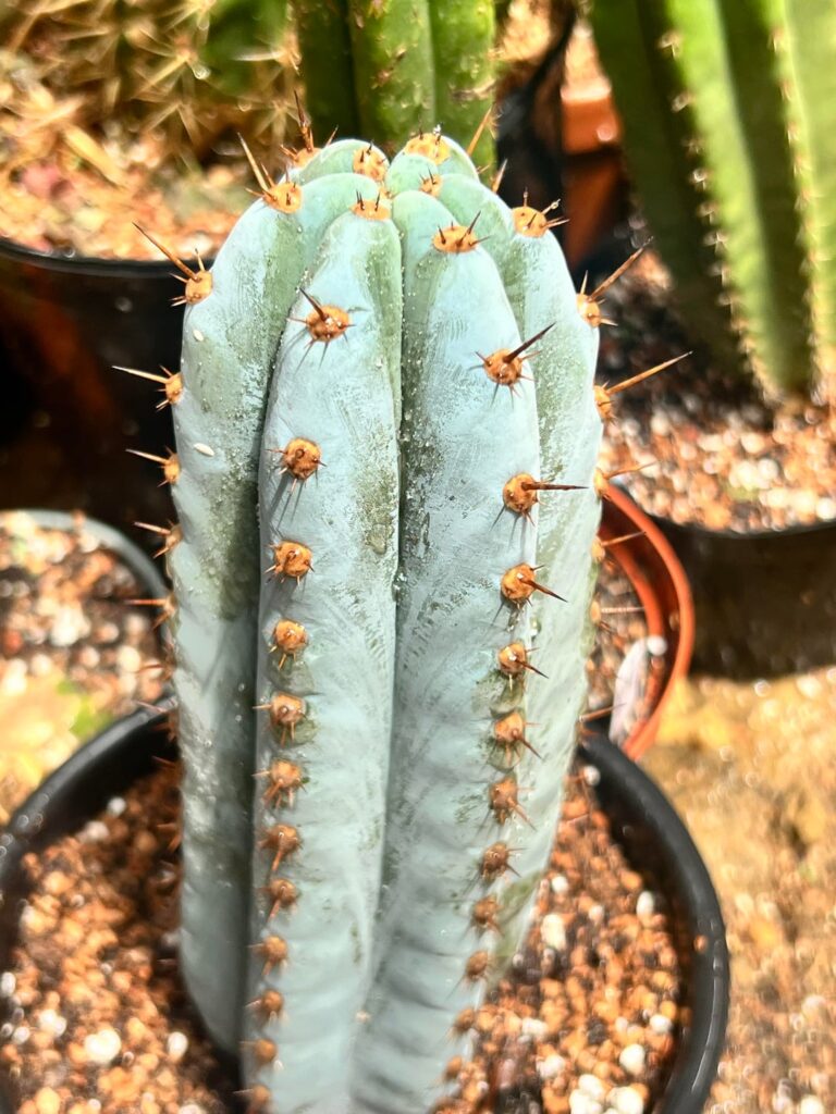 Spring Greenhouse Post. Got to 17 across my green house for many hours this winter. Lost about half. But we recover.