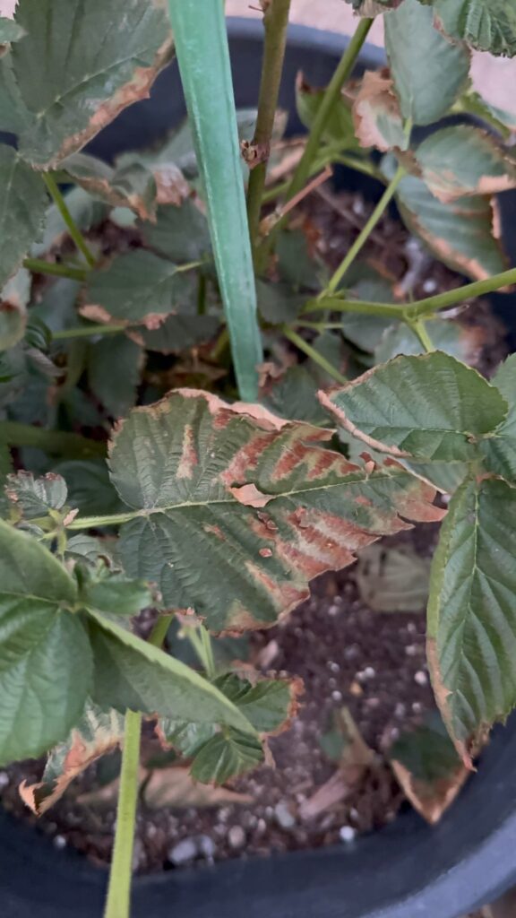 Help-Why are my leaves toasting?