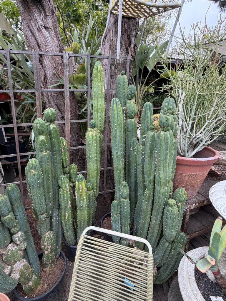 TPM stands at my local nursery