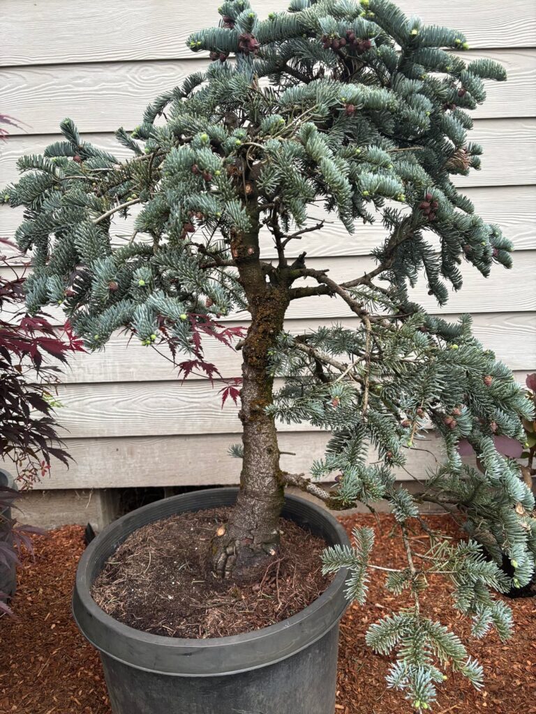 Abies procera ‘Glauca’ ( Blue noble fir) Abies procera ‘Glauca’ ( Blue noble fir)
