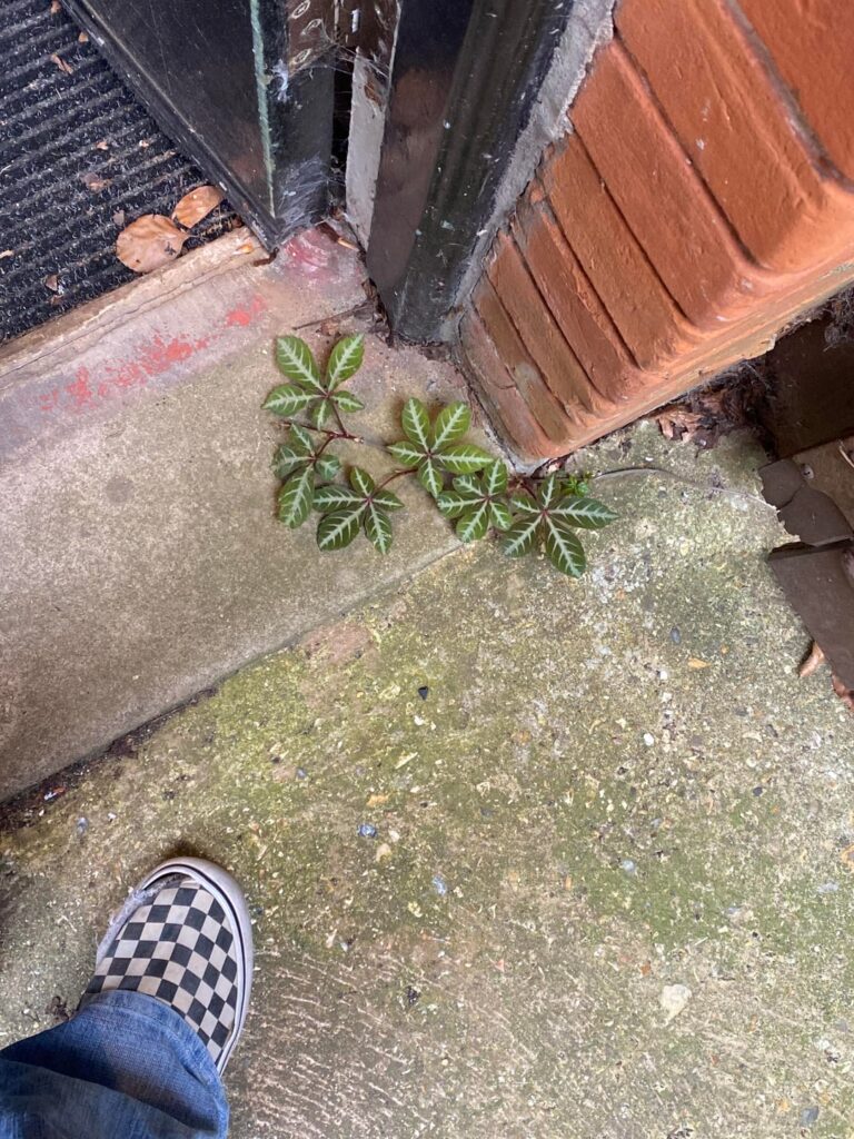 Found crawling under our fence, UK