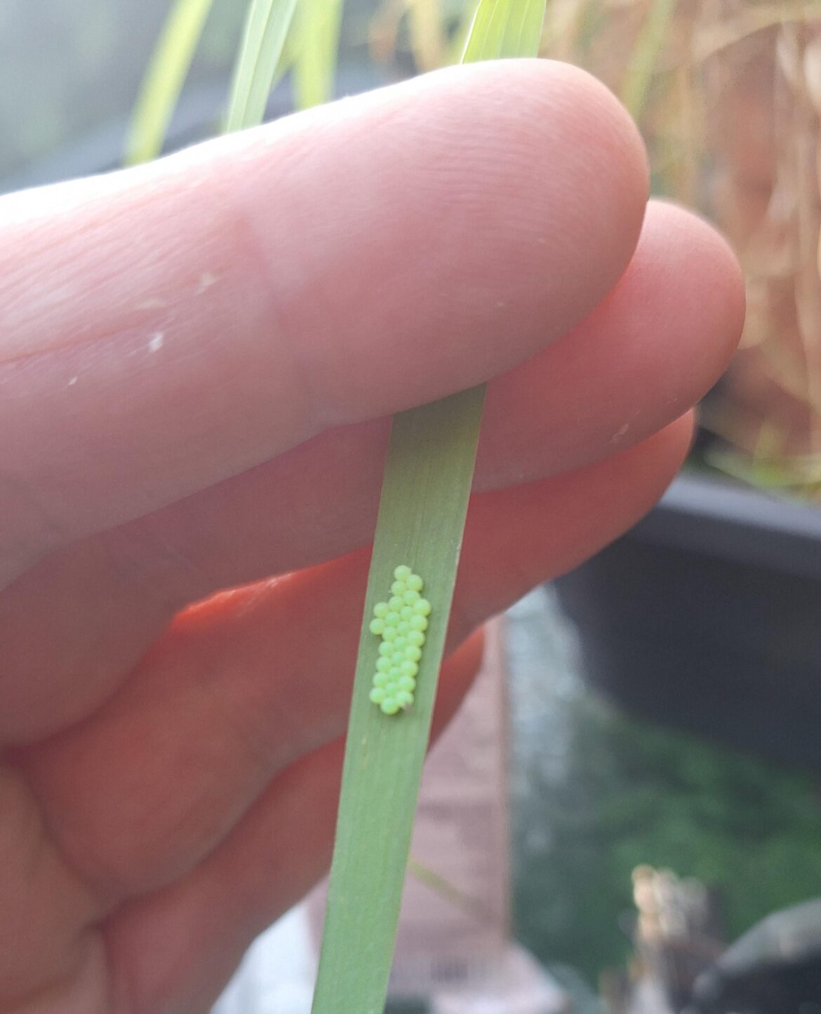 FRIENDS on grass leaves. do not squish!