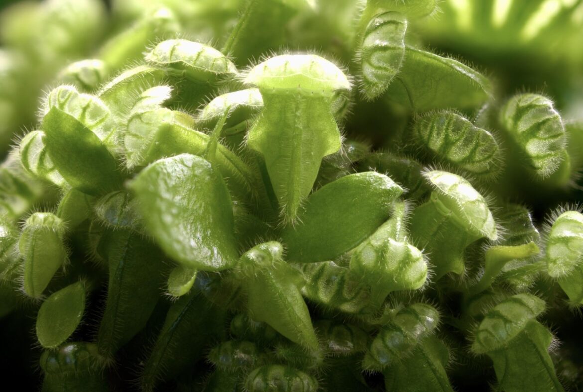 sudo chmod 777 cephalotus_follicularis sudo chmod 777 cephalotus_follicularis