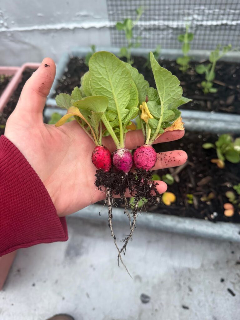 First radish harvest of the season :)