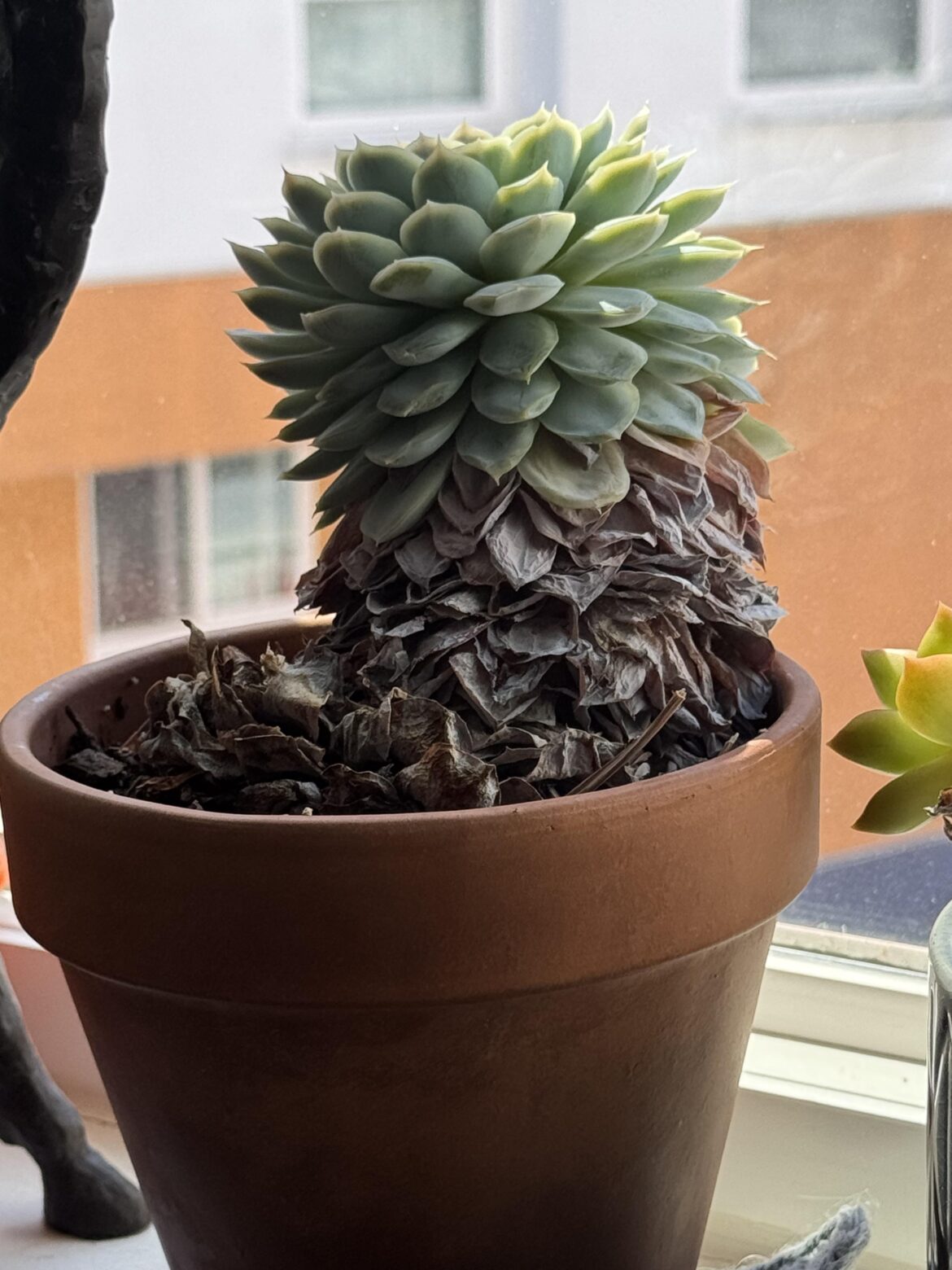 Is my plant dying?