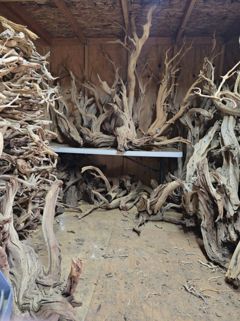 Ghost Wood Discovery!