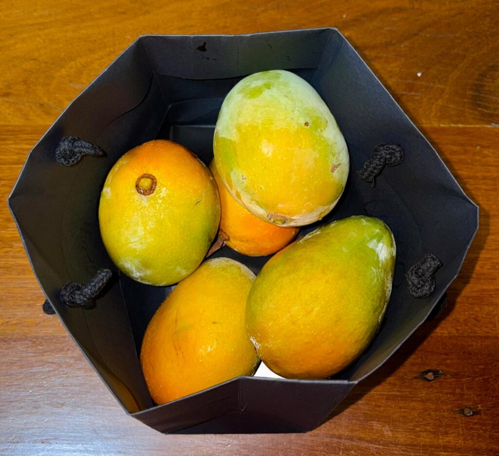 Mango Tree Disease Mango Tree Disease