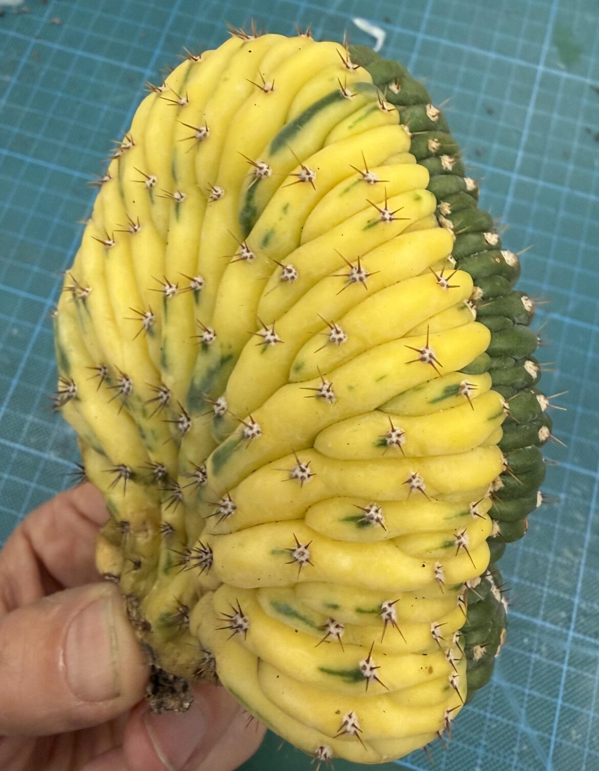 Variegated Crest