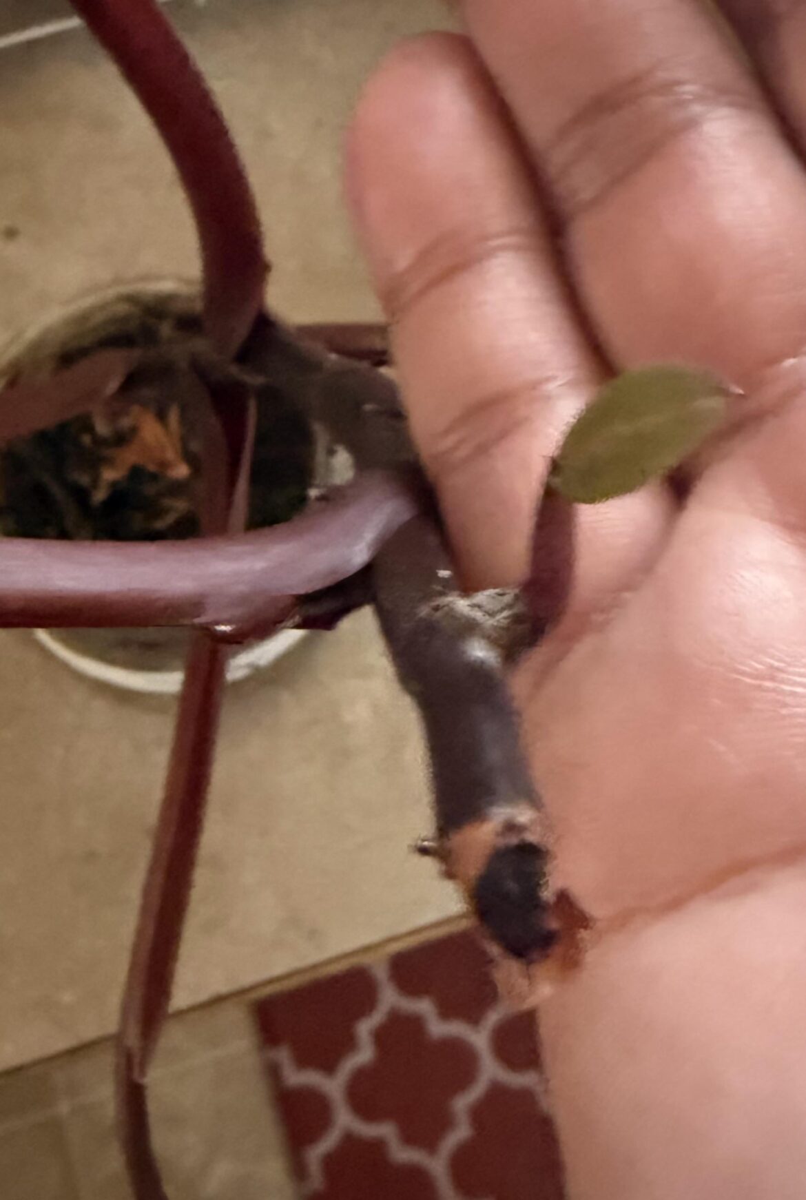 Leaf didn’t unfurl… it just appeared at the node