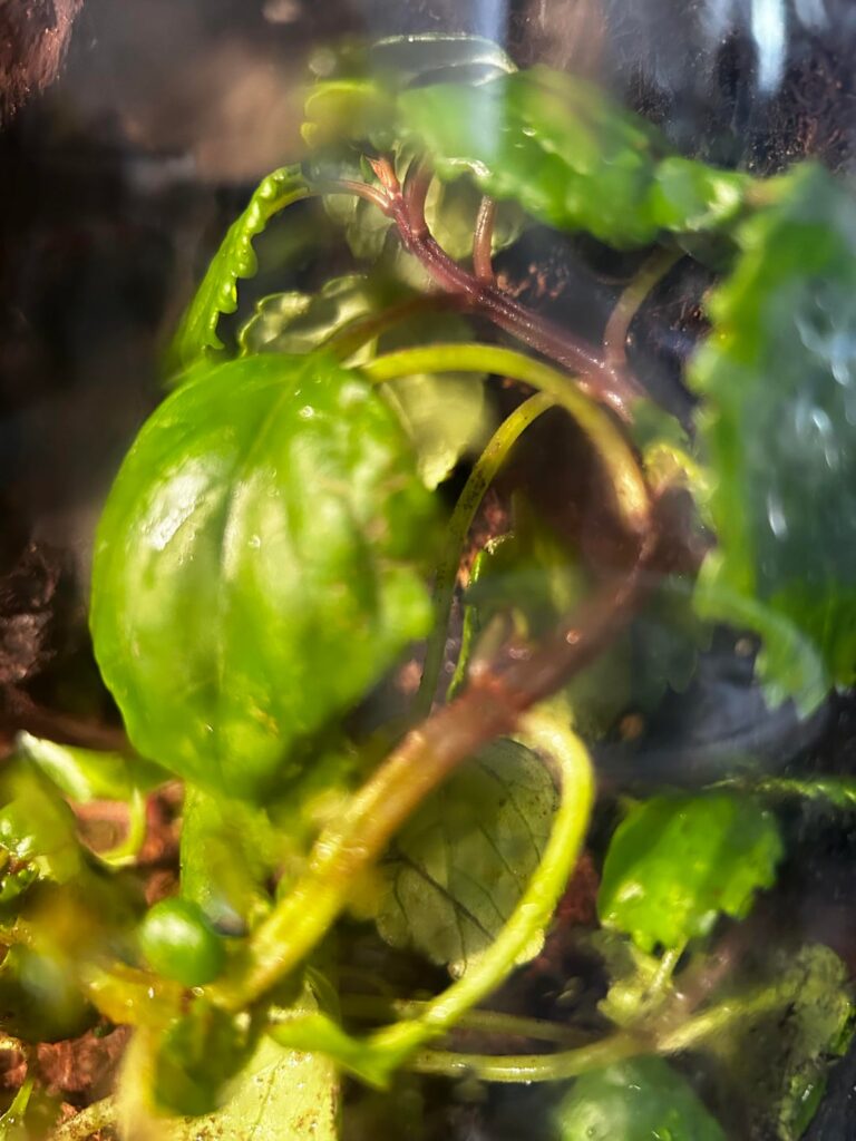 Any tips on keeping these plants alive?