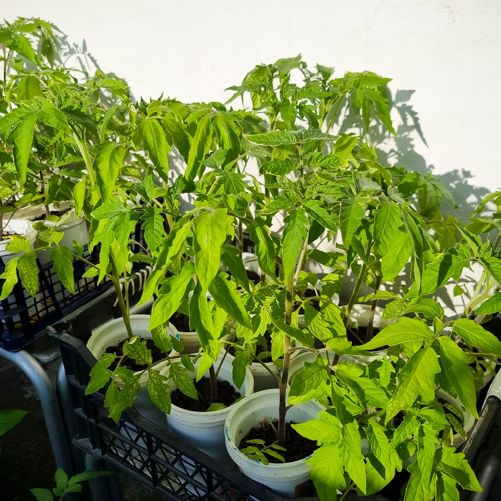 Young tomato plants lit by the sun, tomato seedlings in white pots grown on balcony young tomato plants lit by the sun, tomato seedlings in white pots grown on balcony