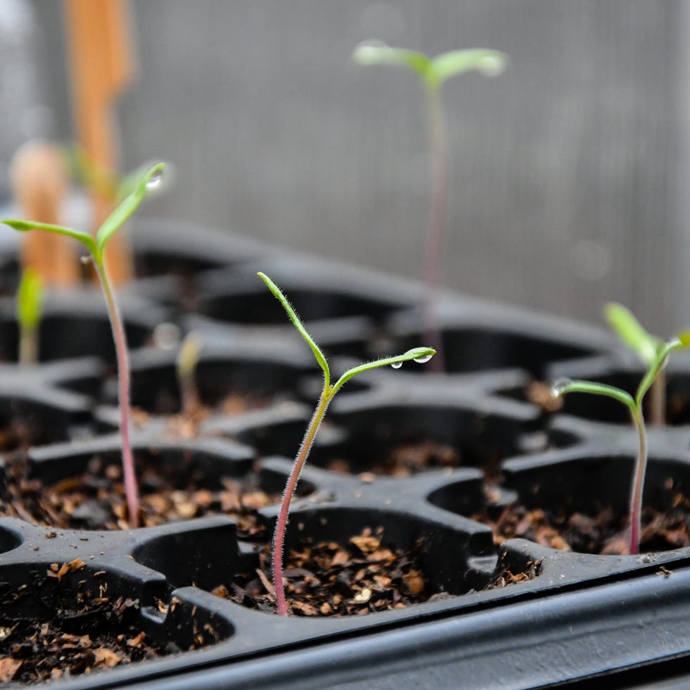 Young tomato seedlings germinating in the greenhouse young tomato seedlings germinating in the greenhouse