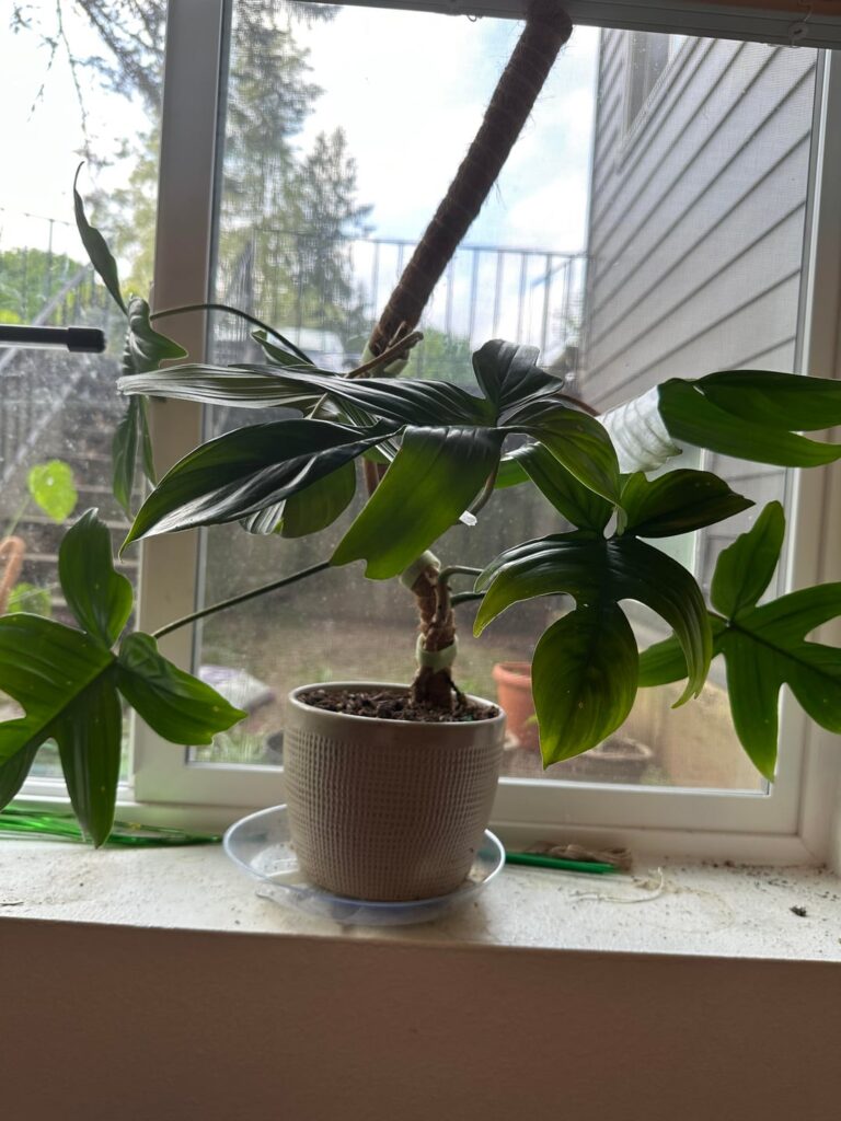 Who is eating my philodendron?? Who is eating my philodendron??