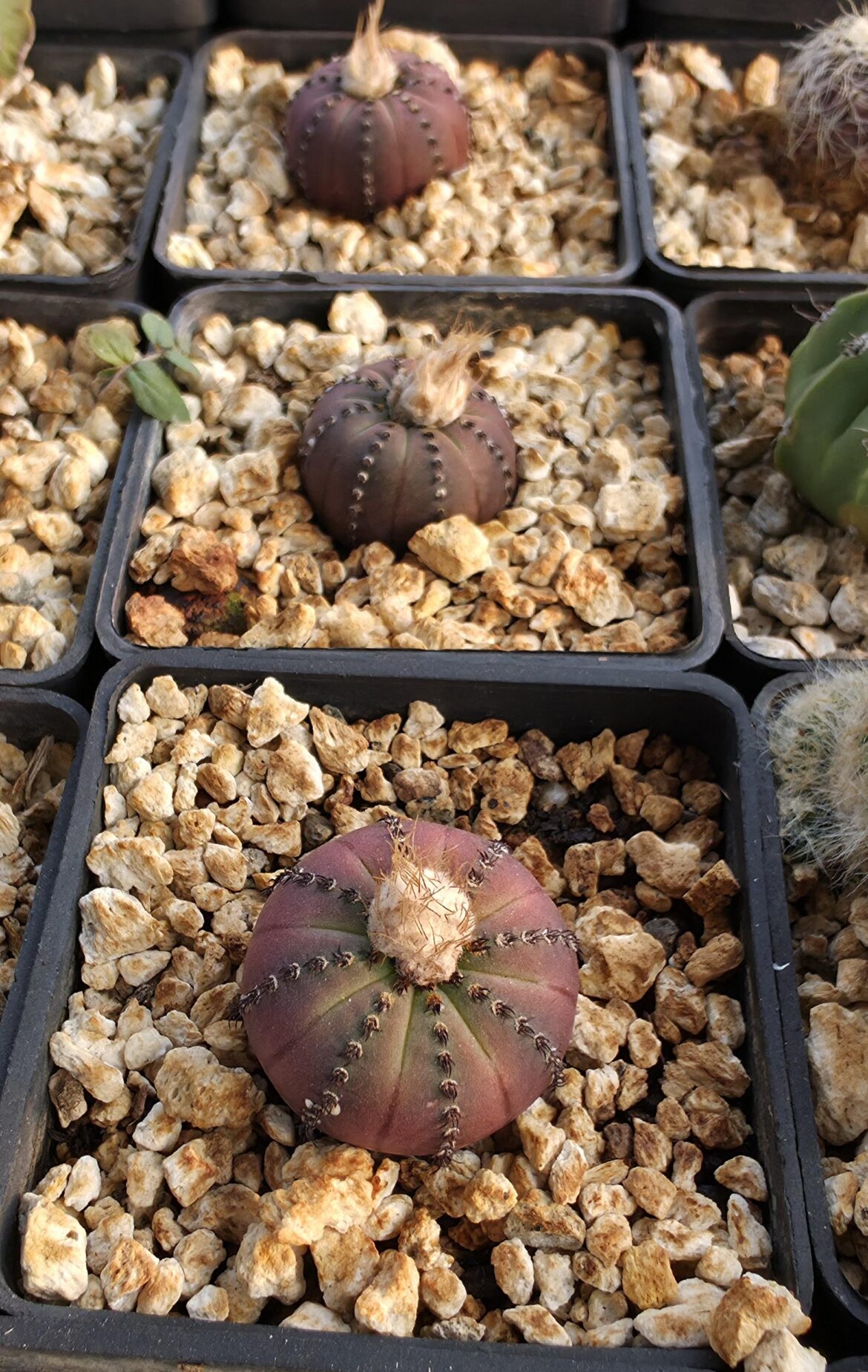 Frailea castanea v. nitens