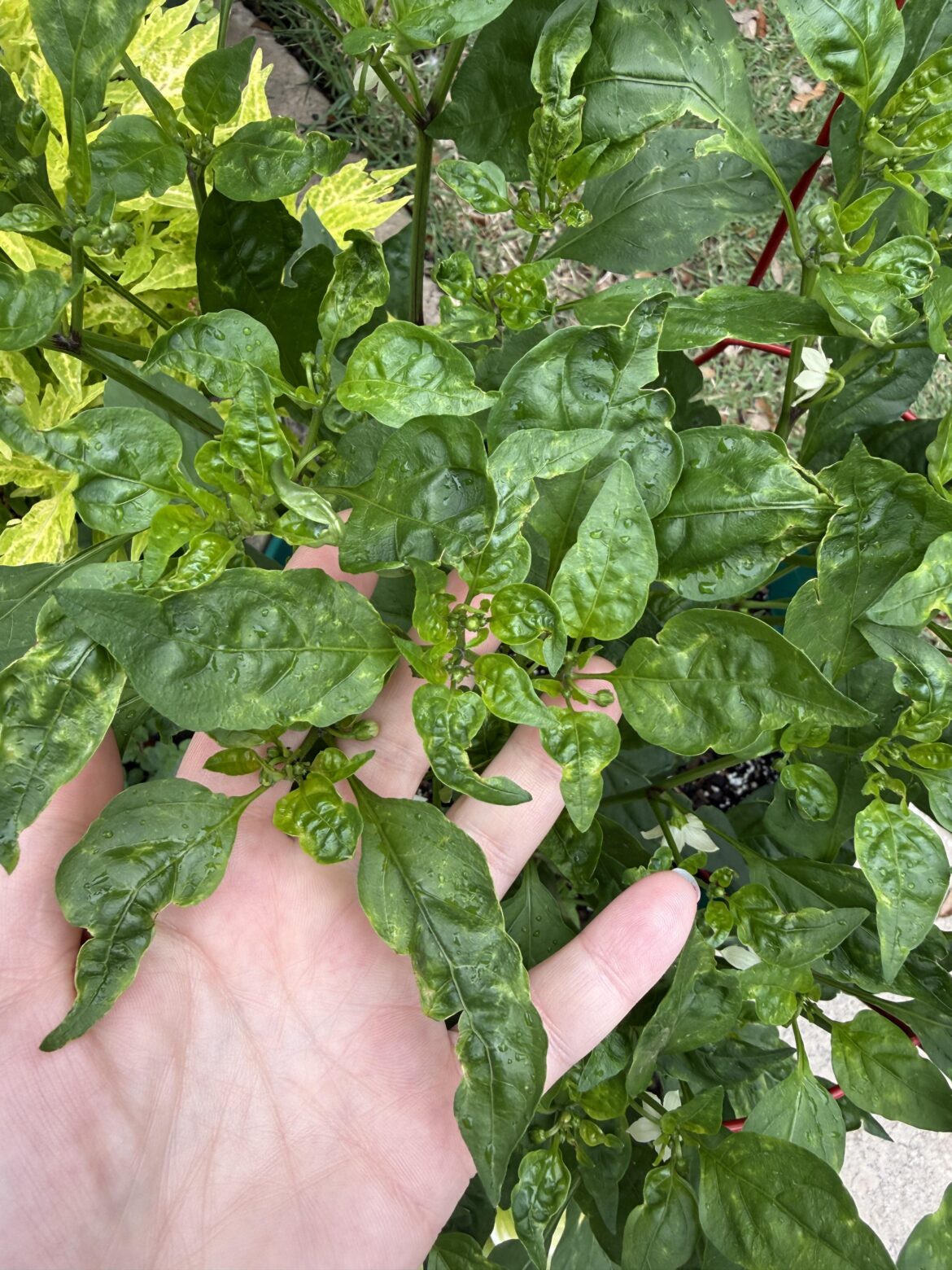 What’s wrong with my Shishito pepper plant?