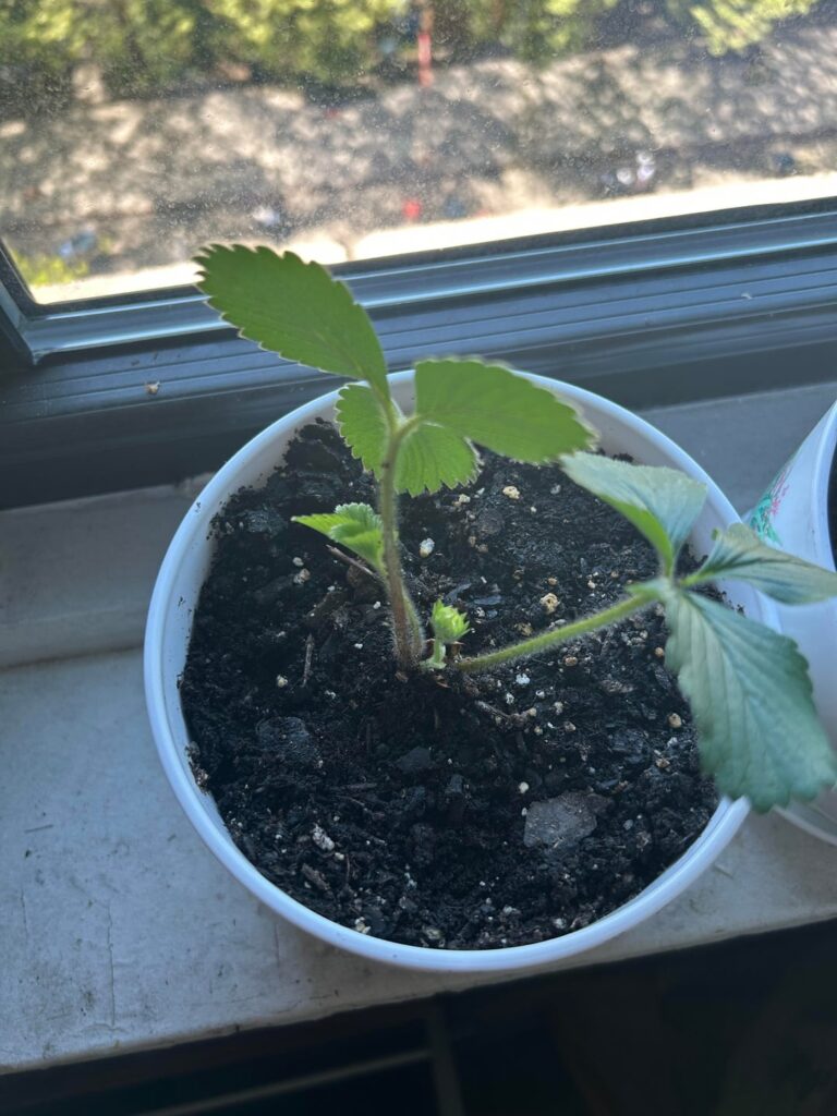 First time growing strawberries, any advice? First time growing strawberries, any advice?