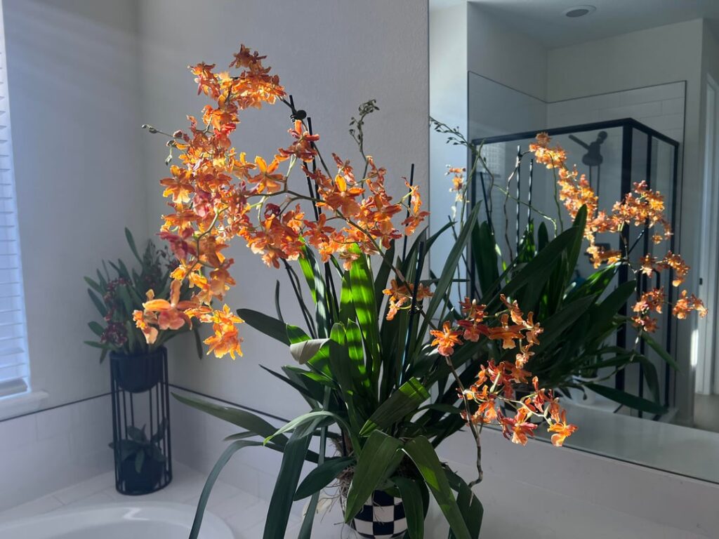 Orchid