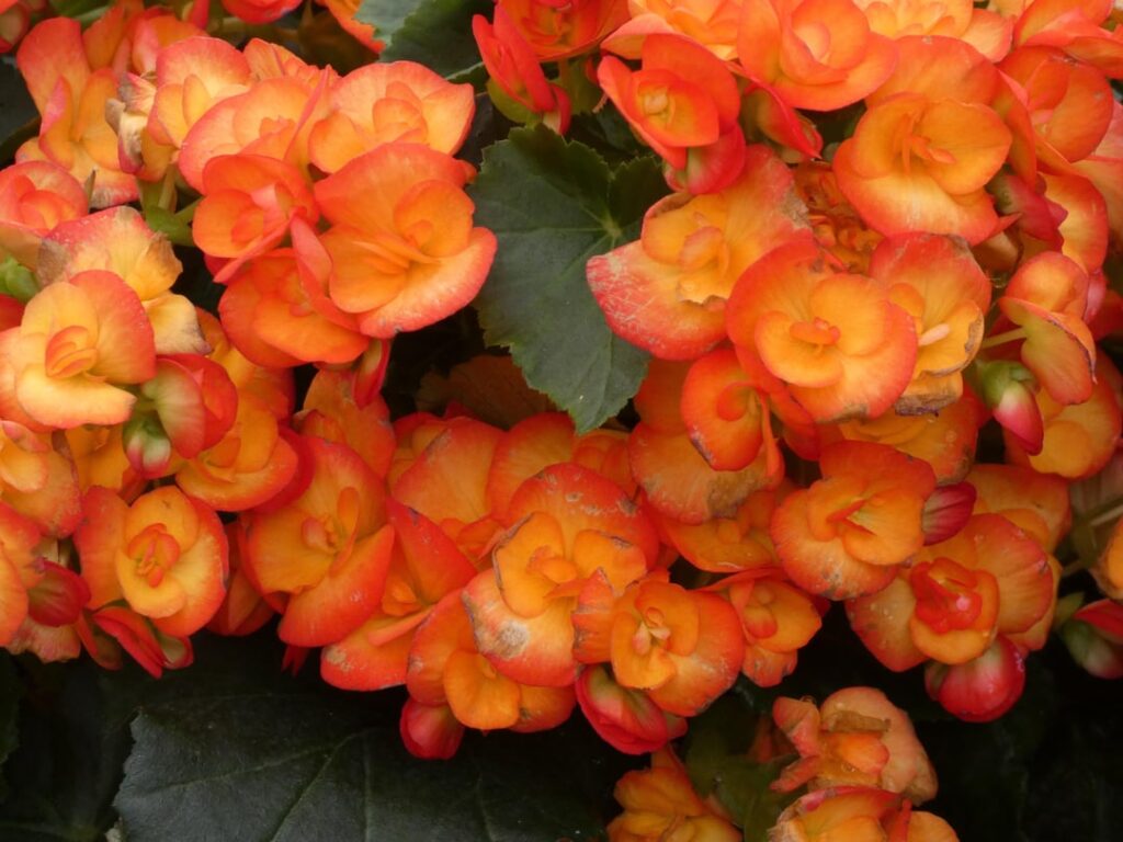 Pretty flowers