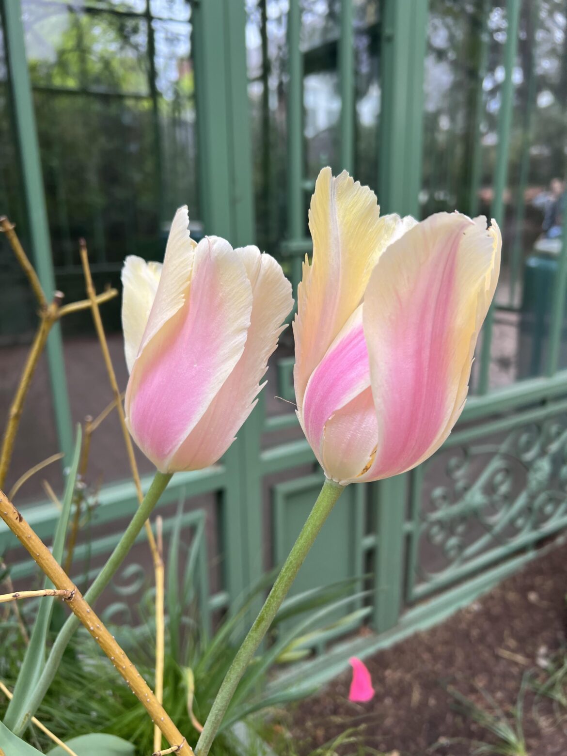 Tulips at the Denver Botanic Gardens