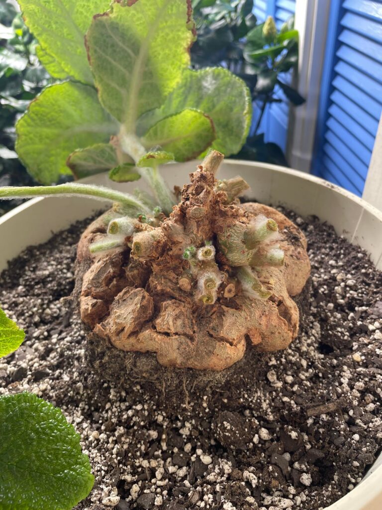 Sinningia bullata