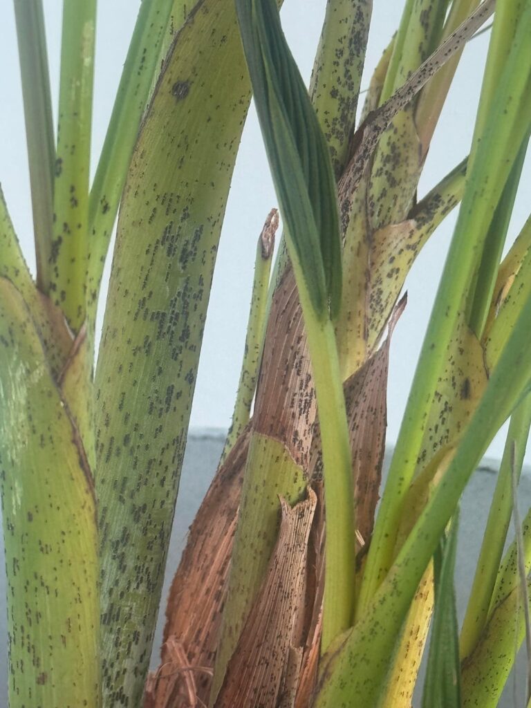 Is my golden palm sick?