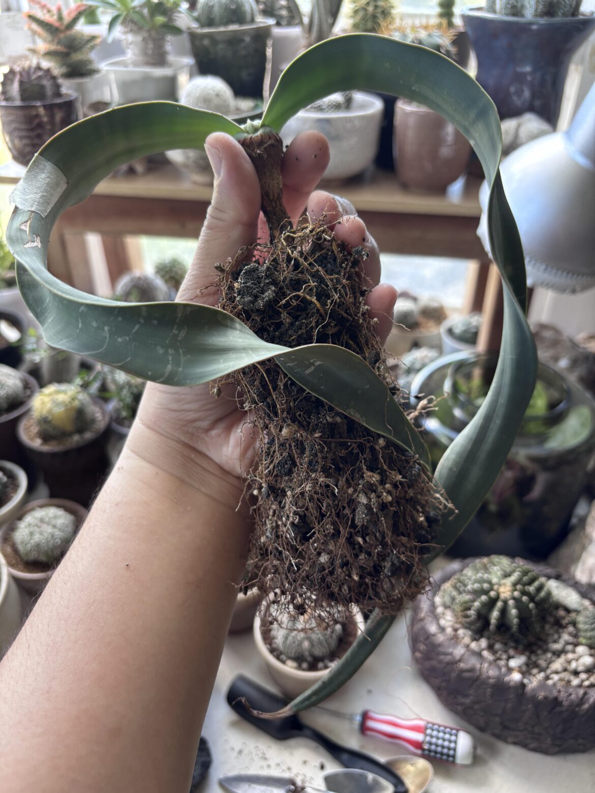 Update: repotted mirabilis