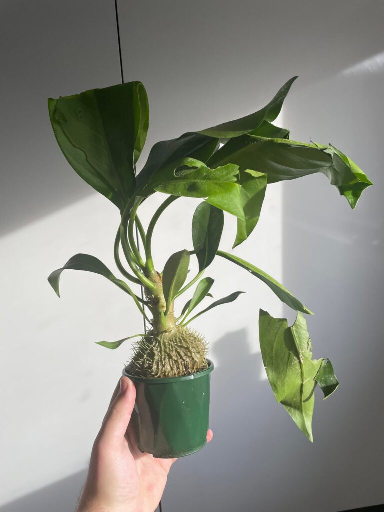 New ant plants, myrmecodia platyrea and tuberosa
